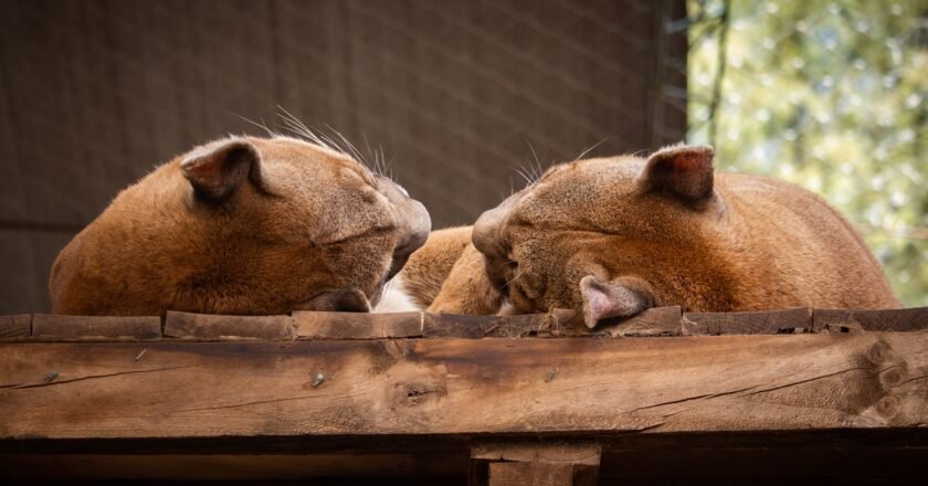 El puma, o la historia del país y el continente