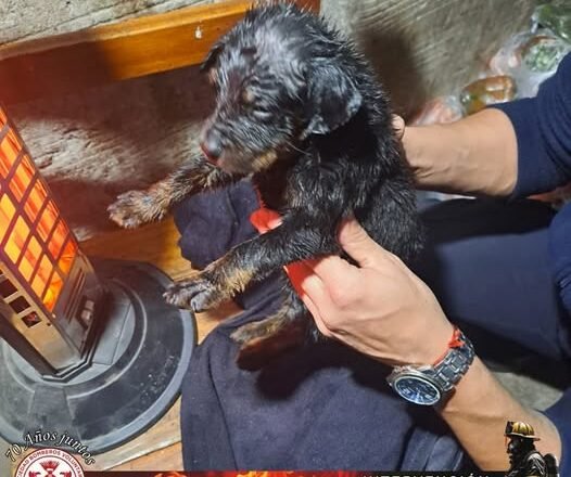 RESCATE ANIMAL: Bomberos voluntarios dándolo todo