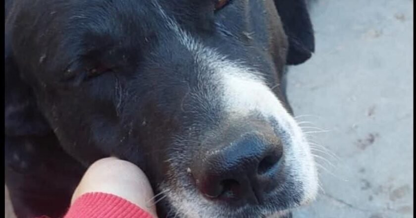 MIEMBRO DE FUERZA DE SEGURIDAD HABRÍA ASESINADO DE DOS DISPAROS A PERRITO EN VARELA