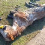 Tracción a sangre: ¿Por qué el intendente remitiría un proyecto que, más de dos años después, no se reglamenta?