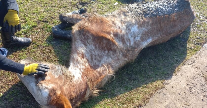 Tracción a sangre: ¿Por qué el intendente remitiría un proyecto que, más de dos años después, no se reglamenta?