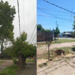 Dolor por un árbol talado: una vecina denuncia que su reclamo terminó en una poda total no solicitada en Florencio Varela