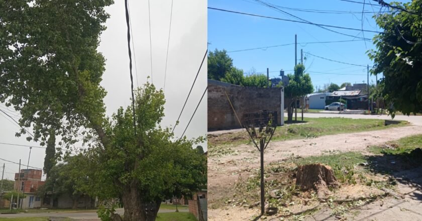 Dolor por un árbol talado: una vecina denuncia que su reclamo terminó en una poda total no solicitada en Florencio Varela