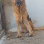 “Gordo” espera: un perro herido, un barrio que pide ayuda y un Estado que no responde