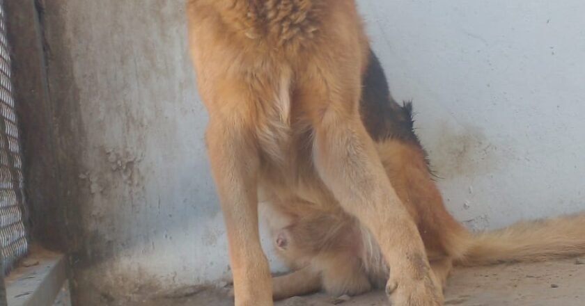 “Gordo” espera: un perro herido, un barrio que pide ayuda y un Estado que no responde