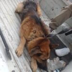 FINAL FELIZ: RESCATARON A GORDO, EL PERRO QUE ESPERABA AUXILIO EN FLORENCIO VARELA