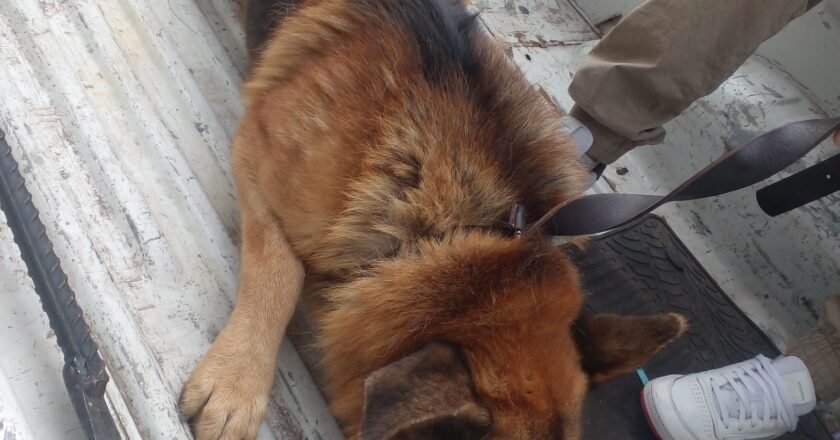 FINAL FELIZ: RESCATARON A GORDO, EL PERRO QUE ESPERABA AUXILIO EN FLORENCIO VARELA