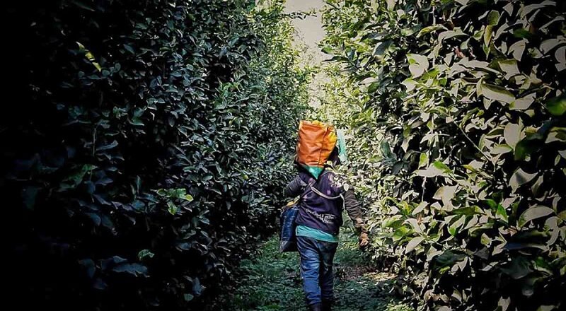 Trabajo rural y reforma laboral, un regreso a las reglas de la dictadura