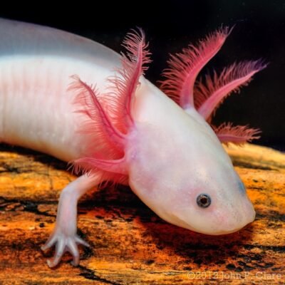 El axolote es el emblema del Mundial pero está en peligro de extinción