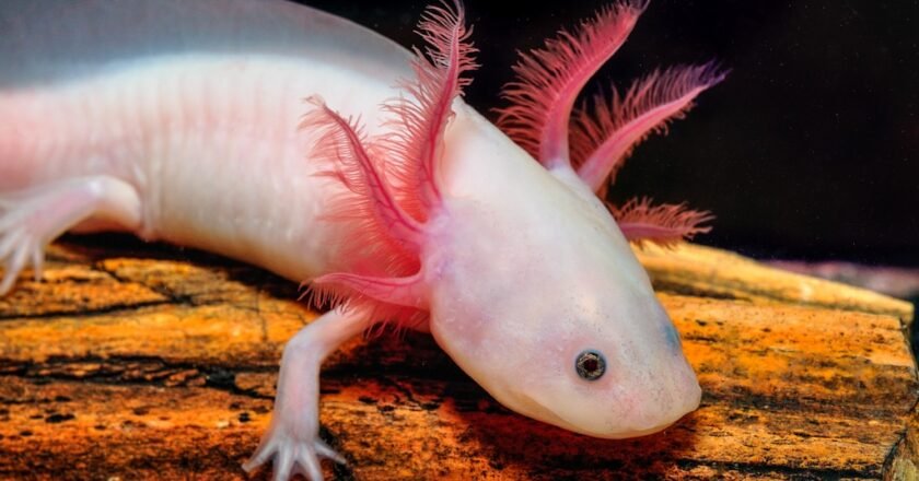 El axolote es el emblema del Mundial pero está en peligro de extinción