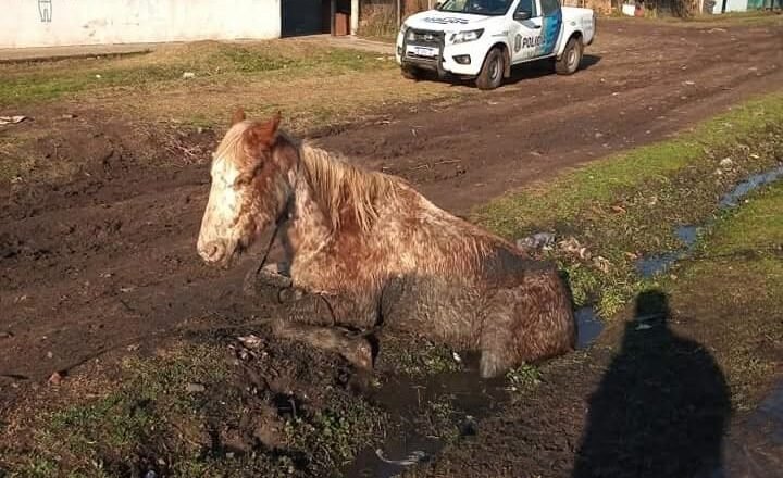 El intendente del hortelano: cómo el Poder Ejecutivo de Florencio Varela convirtió la prohibición de la tracción a sangre en un trámite sin final